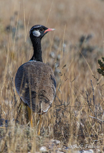 Gackeltrappe (Afrotis afra) 02 - Namibia