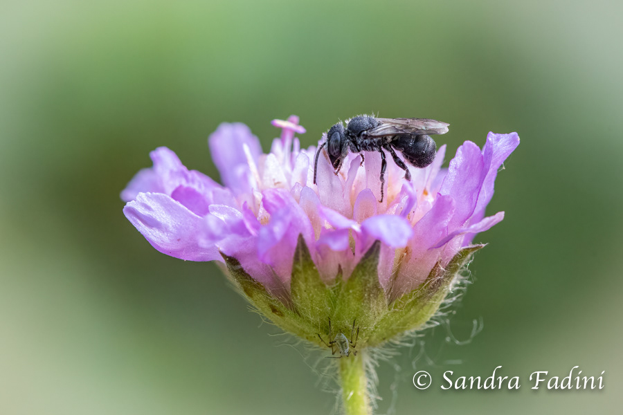 Glockenblumen-Scherenbiene (Osmia rapunculi) 01