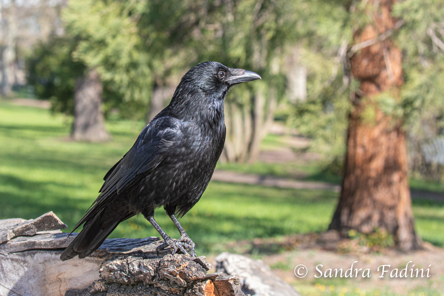 Aaskrähe (Corvus corone) 02 - Rabenkrähe-Morphe