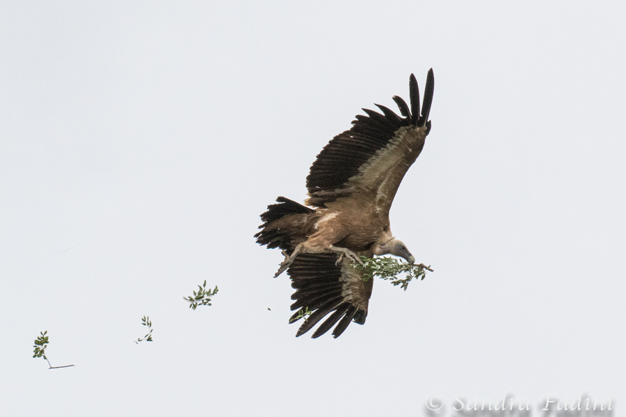 Gänsegeier (Gyps fulvus) 11 - Spanien