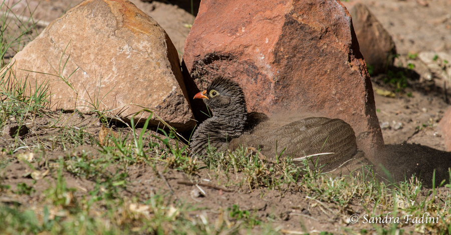 Rotschnabel Frankolin (Francolinus adspersus) 02 - Namibia