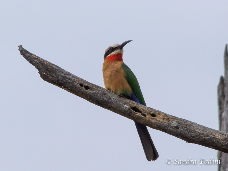 Weißstirnspint (M. bullockoides) 03 - Zimbabwe