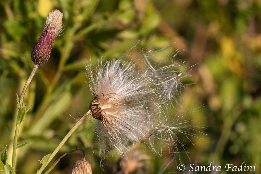 Gewöhnliche Kratzdistel (Cirsium vulgare) 01