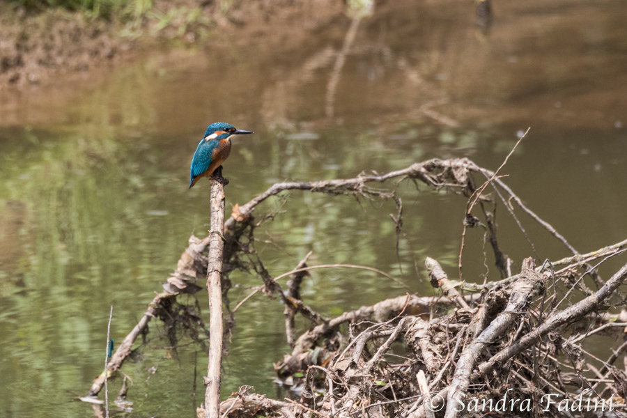Eisvogel (Alcedo atthis) 04