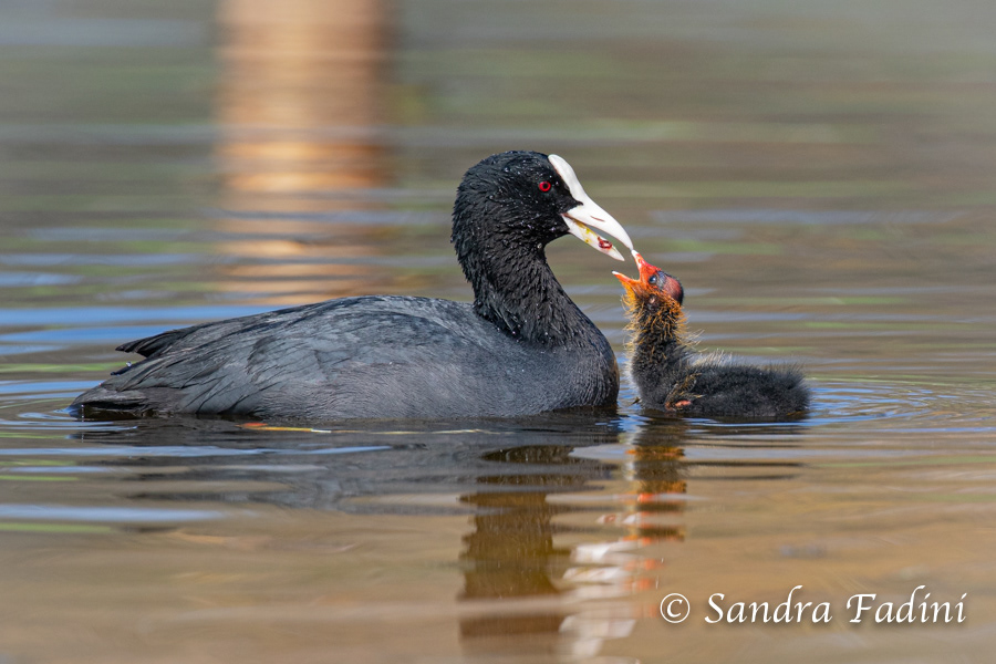 Blässhuhn (Fulica atra) 06 - Elterntier mit Küken