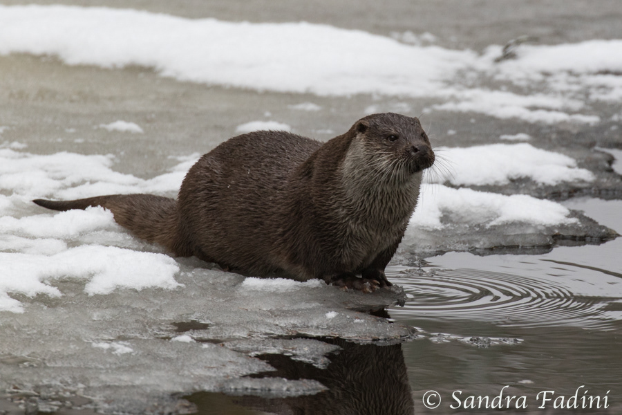 Eurasischer Fischotter (Lutra lutra) 06 - captive