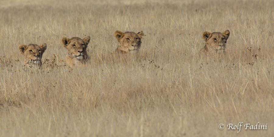 Löwe (Panthera leo) 15 - Namibia