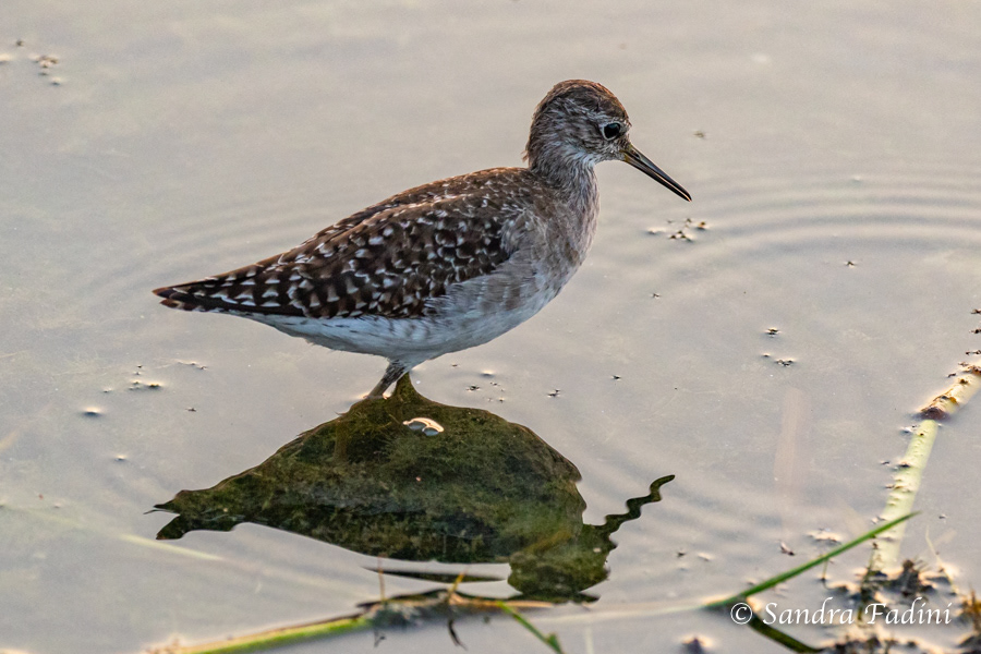 Bruchwasserläufer (Tringa glareola) 01 - Sri Lanka