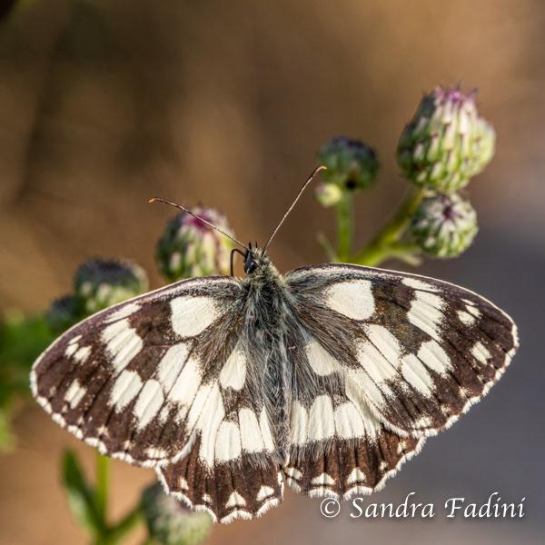Schachbrett (Melanargia galathea) 03