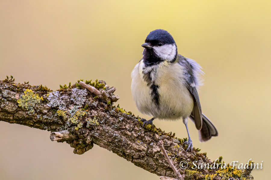 Kohlmeise (Parus major) 01