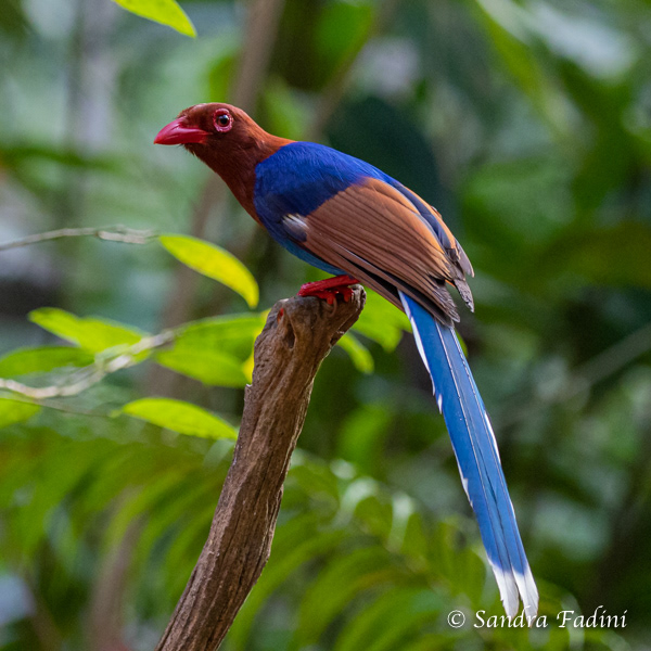 Schmuckkitta (Urocissa ornata) 02 - Sri Lanka
