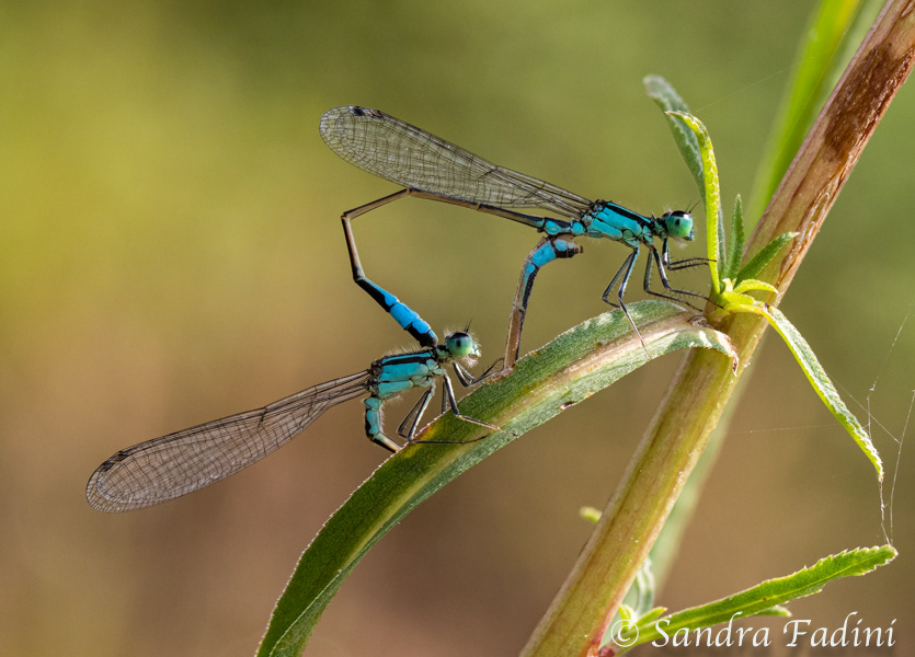 Große Pechlibelle (Ischnura elegans) 01 - Paarungsrad, Weibchen in "männchenfarbener" Altersform