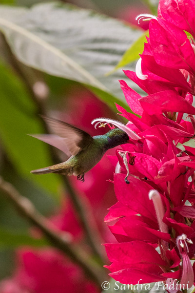 Goldschwanz-Saphirkolibri (Hylocharis eliciae) 02 - Costa Rica