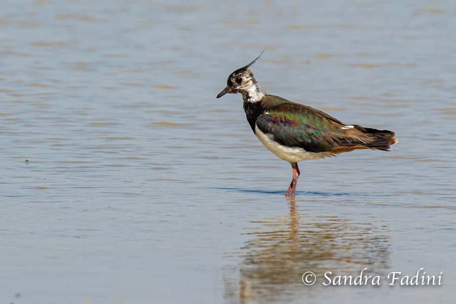 Kiebitz (Vanellus vanellus) 02 - Österreich