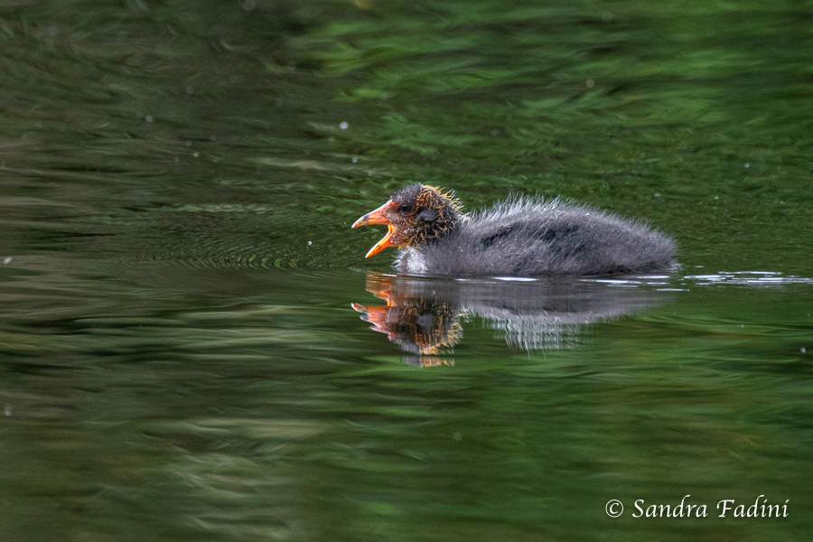 Blässhuhn (Fulica atra) 03 - Küken