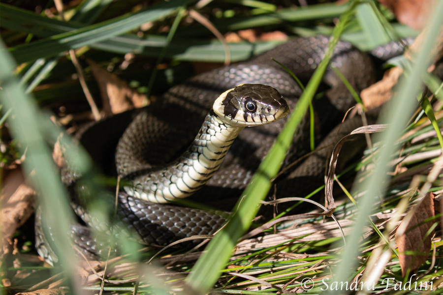 Ringelnatter (Natrix natrix) 02
