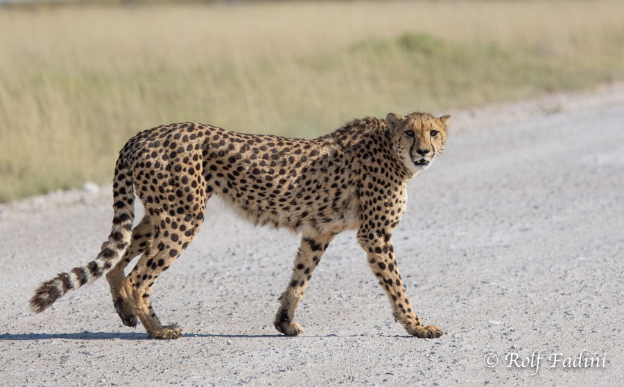 Gepard (Acinonyx jubatus) 04 - Namibia