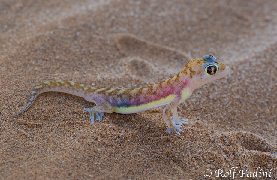 Palmatogecko (Pachydactylus rangei) 01 - Namibia
