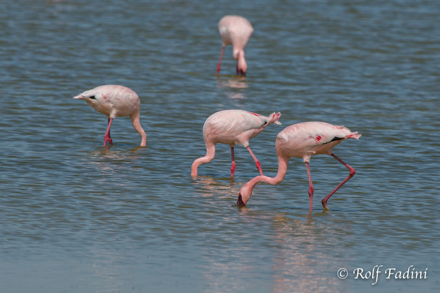 Zwergflamingo (Phoeniconaias minor) 04 - Namibia