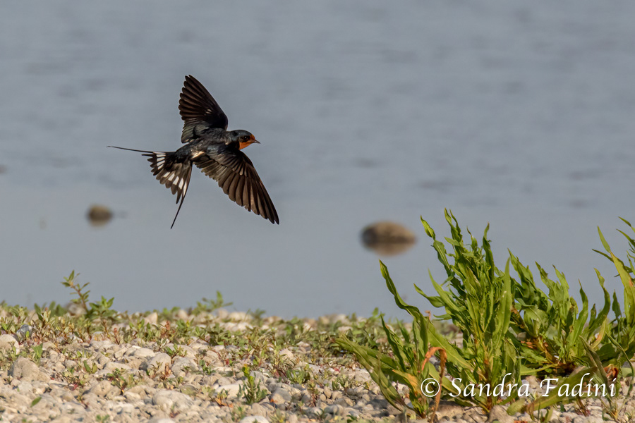 Rauchschwalbe (Hirundo rustica) 06