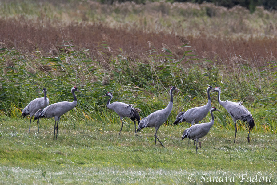 Kranich (Grus grus) 20