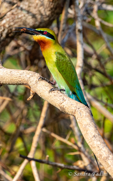 Blauschwanzspint (Merops philippinus) 02 - Sri Lanka