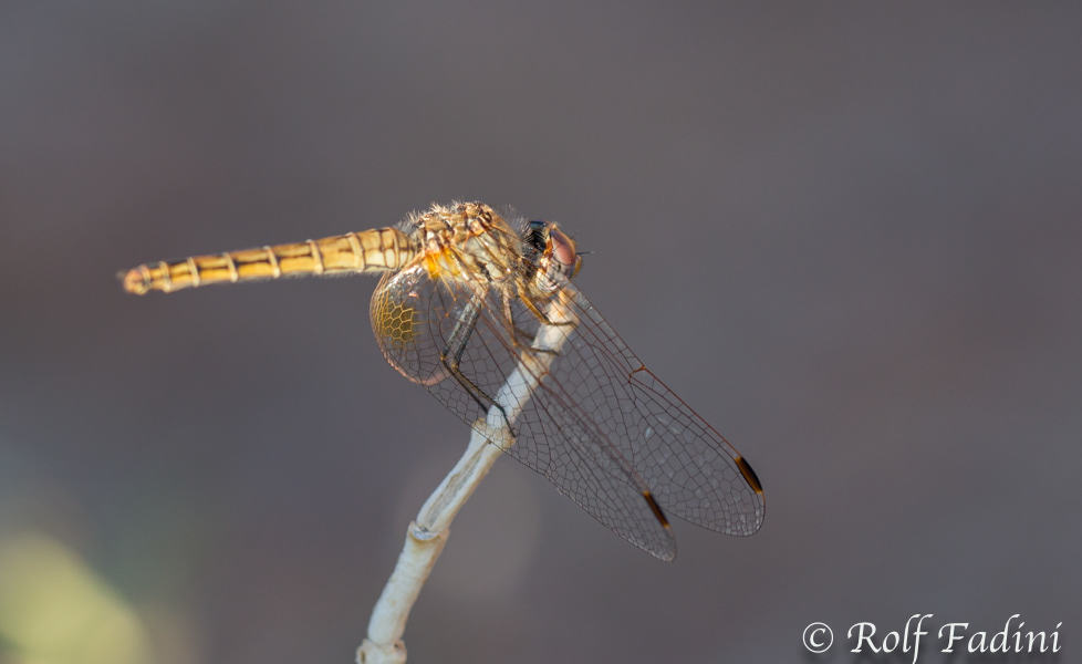 Feuerlibelle (Crocothemis erythraea ) 01 - Weibchen (Namibia)