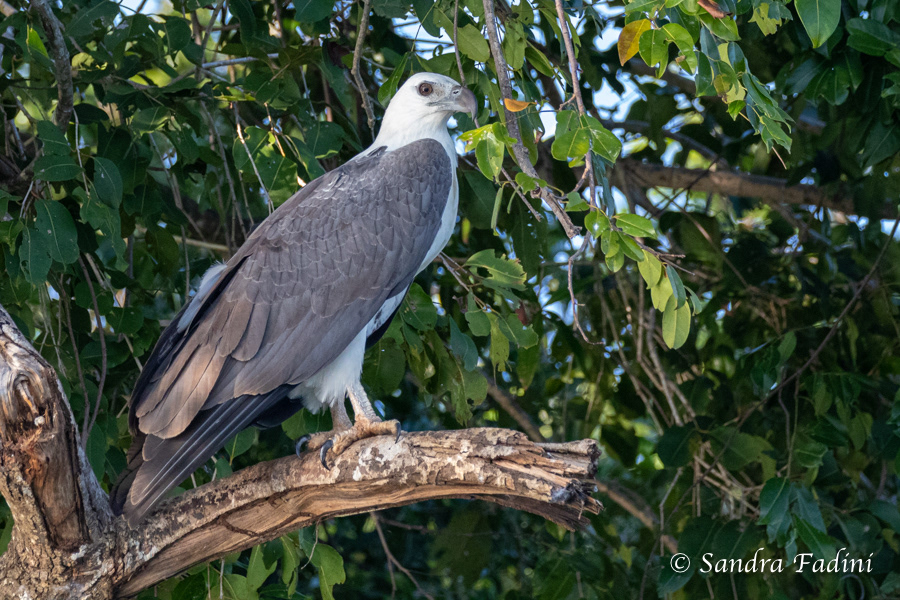 Weißbauchseeadler (Haliaeetus leucogaster) 04 - Sri Lanka
