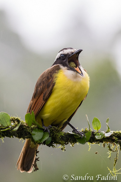 Schwefelmaskentyrann (Pitangus sulphuratus) 02 - mit Speiballen (Costa Rica)