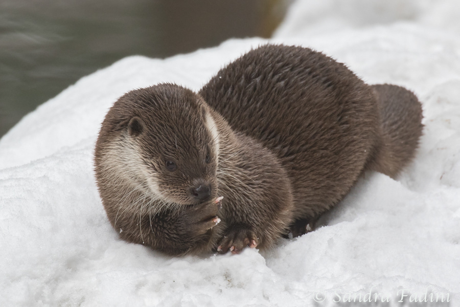 Eurasischer Fischotter (Lutra lutra) 01 - captive