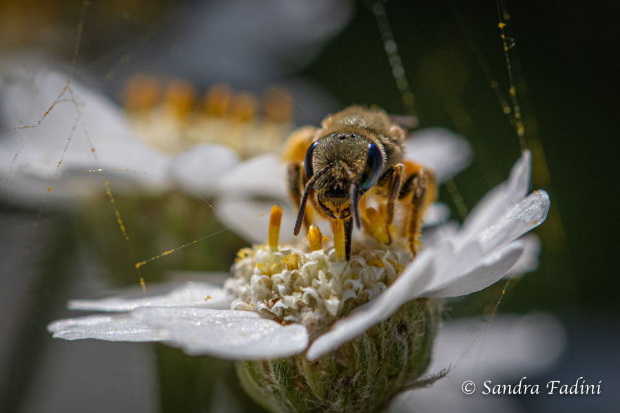 Goldgelbe Furchenbiene (Halictus subauratus) 05 - auf Sumpf-Schafgarbe (Achillea ptarmica)