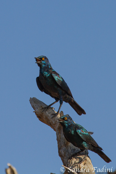 Rotschulter-Glanzstar (Lamprotornis nitens) 05 - Namibia