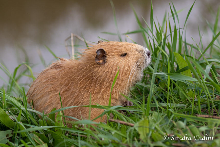 Nutria (Myocastor coypus) 03 - Jungtier mit hellem Fell