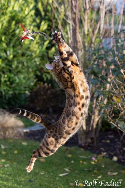 Bengal Katze 25 - Kater im Sprung