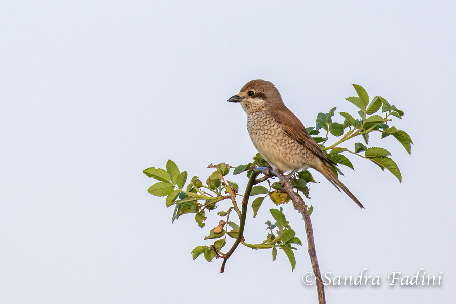 Neuntöter (Lanius collurio) 05 - Weibchen (Österreich)