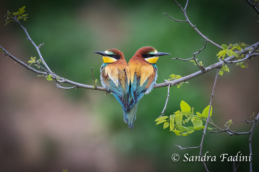 Bienenfresser (Merops apiaster) 01