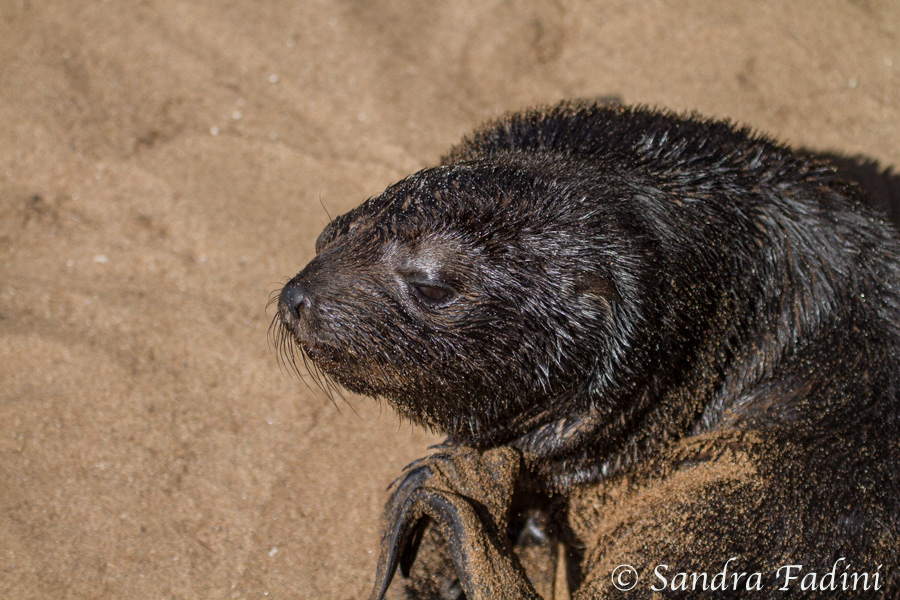 Südafrikanischer Seebär (Arctocephalus pusillus) 02 - Jungtier (Namibia)
