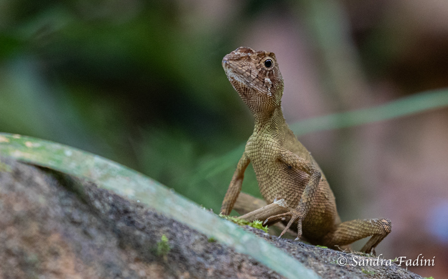 Wiegmanns Agame (Otocryptis wiegmanni) 04 - Sri Lanka