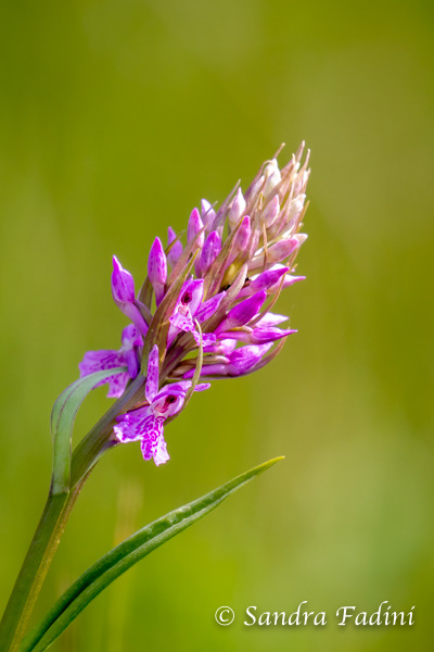 Männliches Knabenkraut (Orchis mascula subsp. mascula) 03