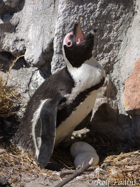 Brillenpinguin (Spheniscus demersus) 01 - beim Brüten (Südafrika)