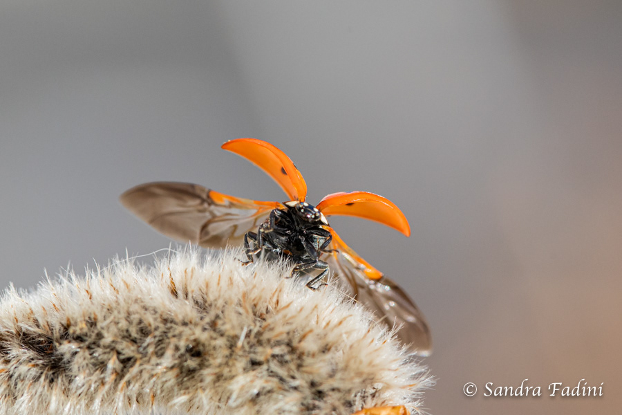 Siebenpunkt Marienkäfer (Coccinella septempunctata) 01