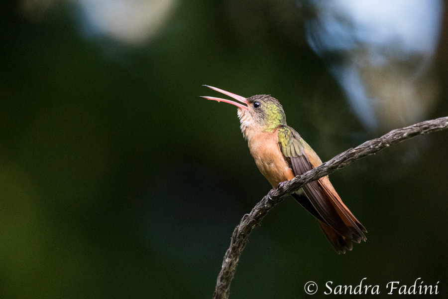 Zimtbauchamazilie (Amazilia rutila) 03 - Costa Rica