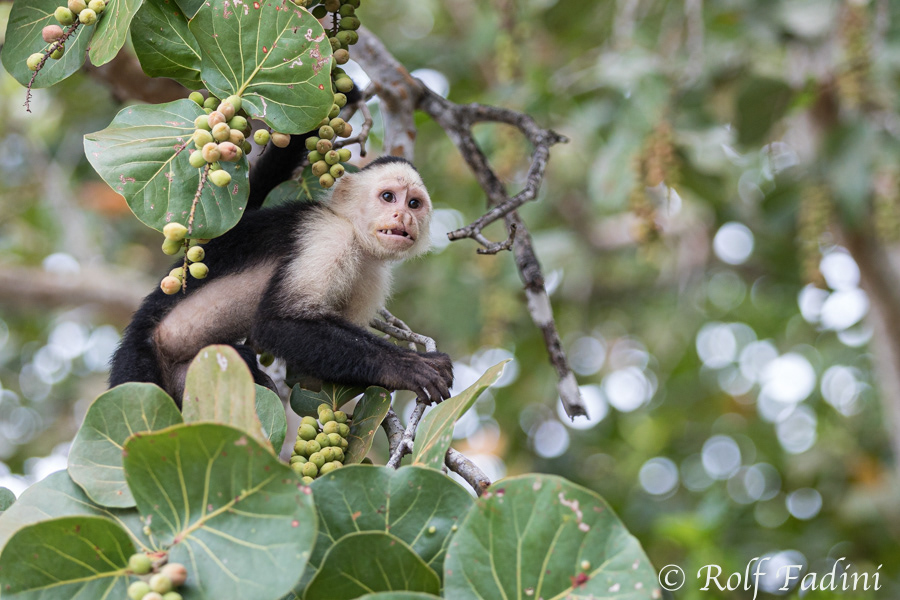 Weißschulterkapuzineraffe (Cebus capucinus) 12 - Costa Rica