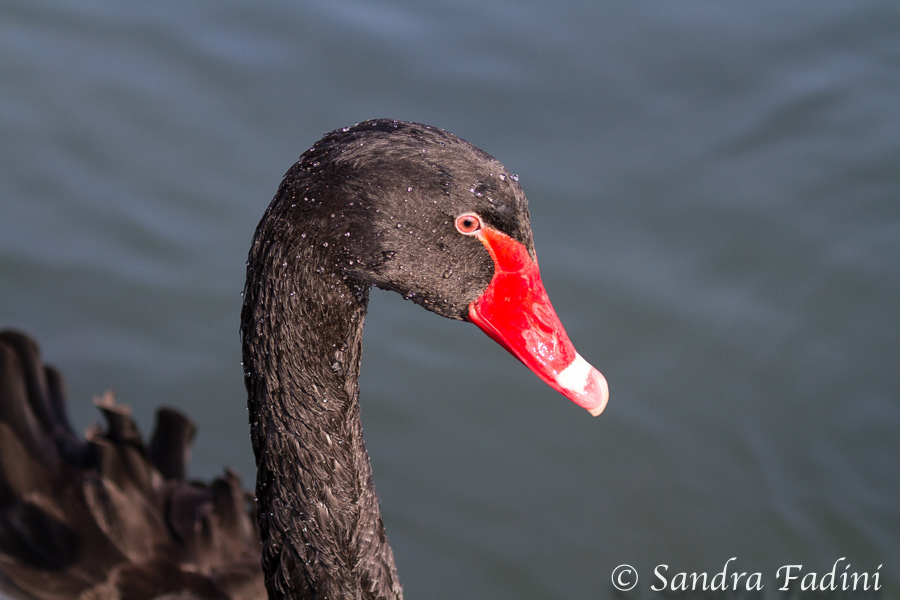 Schwarzschwan (Cygnus atratus) 02