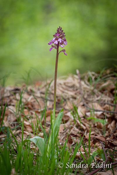 Purpur-Knabenkraut (Orchis purpurea) 01