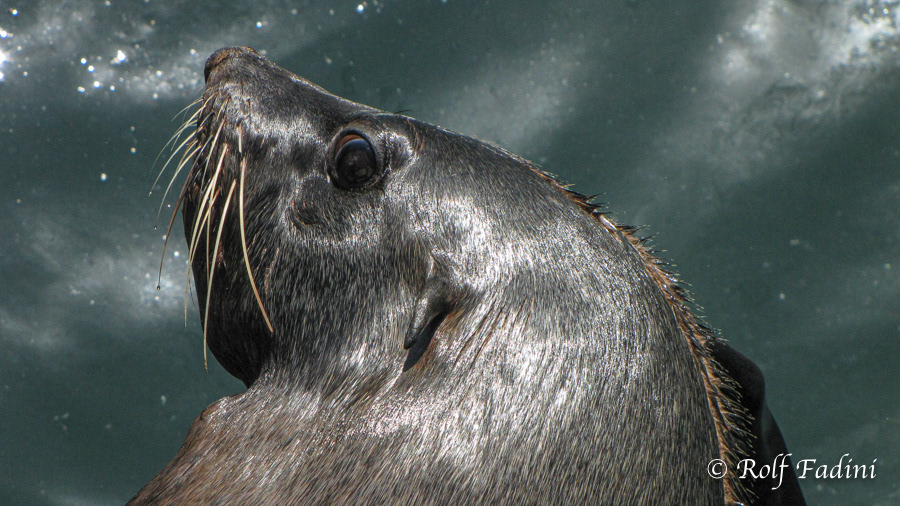 Südafrikanischer Seebär (Arctocephalus pusillus) 19 - Südafrika