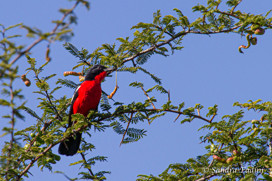 Rotbauchwürger (Laniarius atrococcineus) 01 - Namibia
