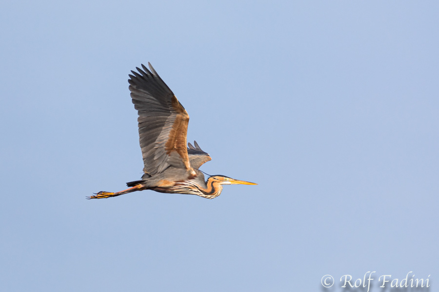 Purpurreiher (Ardea purpurea) 01 - im Flug (Rumänien)