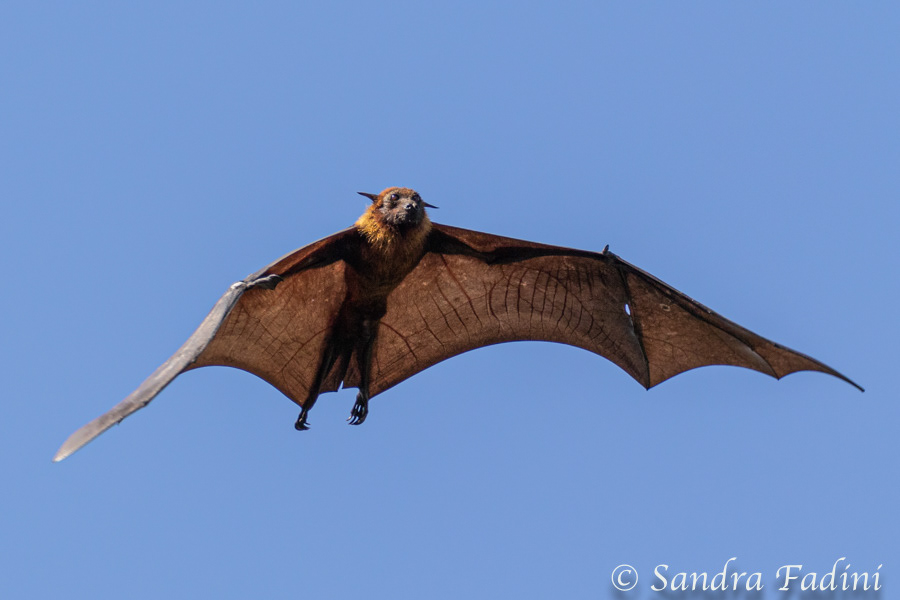 Indischer Riesenflughund (Pteropus giganteus) 05 - Sri Lanka