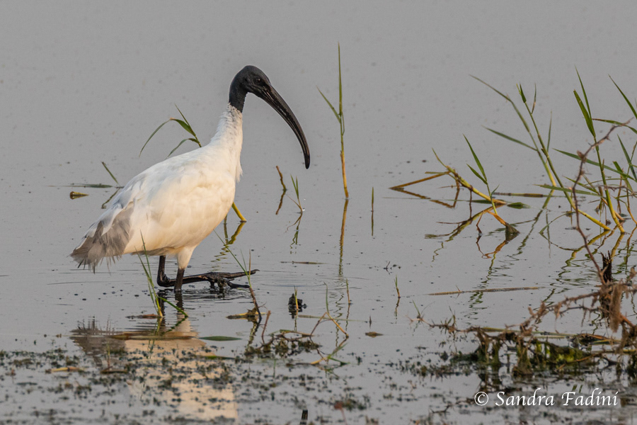 Schwarzkopfibis (Threskiornis melanocephalus) 01 - Sri Lanka
